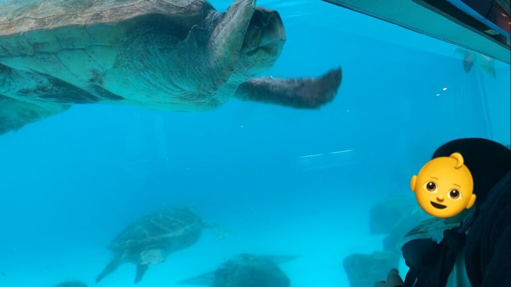 ウミガメ館でウミガメを見る様子