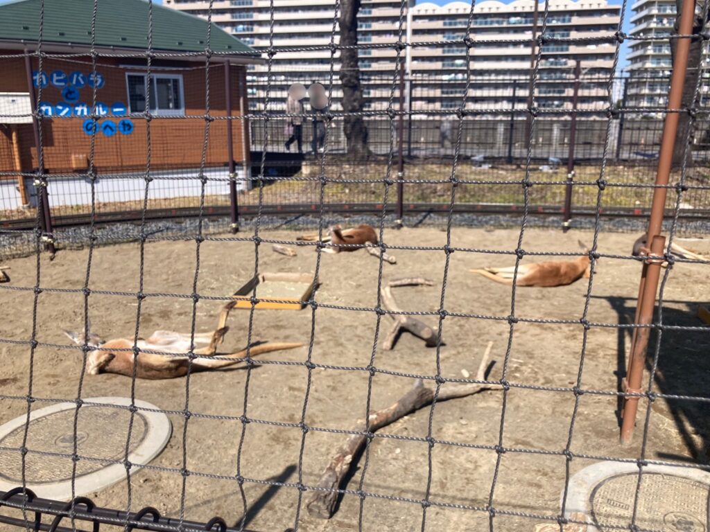 横になるカンガルー