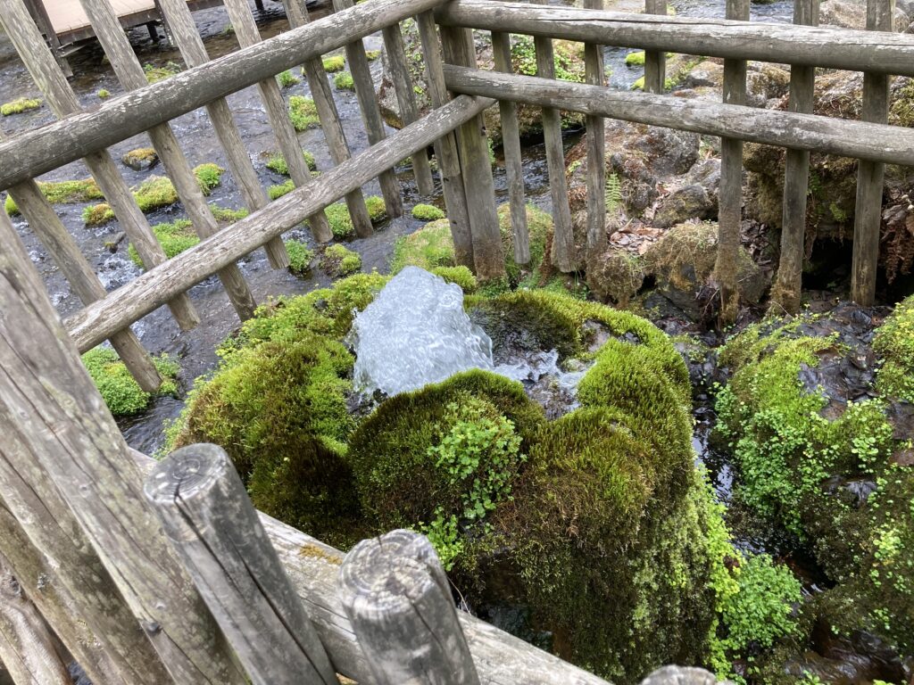 水が湧き出ているのが見られる